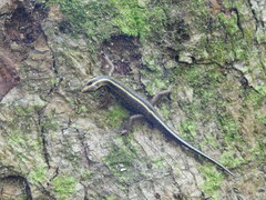 Sphenomorphus sanctus