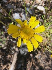 Hymenoxys cooperi