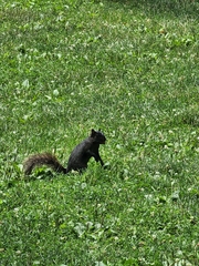 Sciurus carolinensis