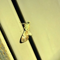 Epipaschia superatalis