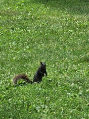 Sciurus carolinensis