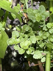 Stenogyne microphylla