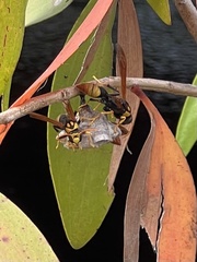 Polistes tepidus