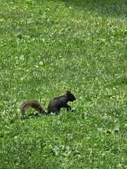 Sciurus carolinensis