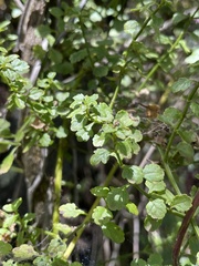 Stenogyne microphylla
