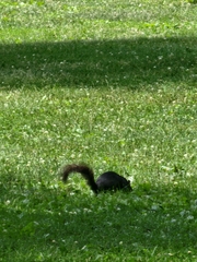 Sciurus carolinensis