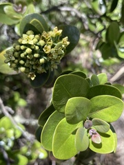 Santalum paniculatum