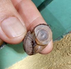 Cyclophorus indicus