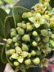 Santalum paniculatum
