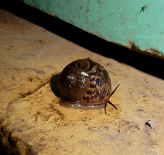 Cyclophorus indicus
