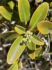 Santalum paniculatum