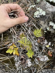 Doryopteris decipiens image