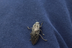 Chalcophora mariana