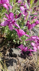 Chamaenerion fleischeri