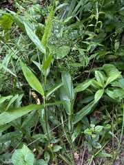 Dichanthelium polyanthes