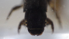 Hydropsyche scalaris