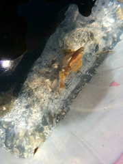 Nautichthys oculofasciatus