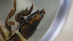 Hydropsyche scalaris