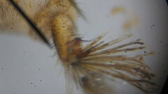 Hydropsyche scalaris