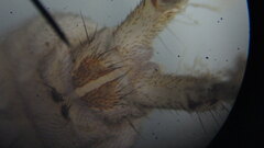 Hydropsyche scalaris