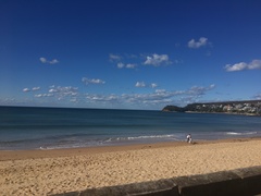 Chroicocephalus novaehollandiae novaehollandiae