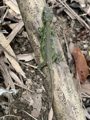 Diploderma polygonatum