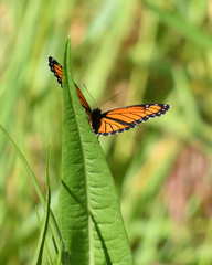 Limenitis archippus lahontani