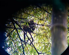 Aotus lemurinus