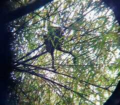 Aotus lemurinus