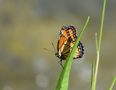 Limenitis archippus lahontani
