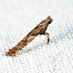 Caloptilia ostryaeella