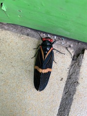 Vittagaeana paviei