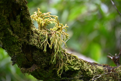 Phlegmariurus filiformis observed 2022-07-17