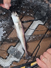 Merluccius productus