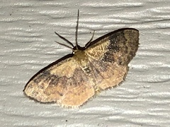 Leptostales ferruminaria