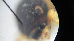 Lepidostoma