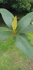 Salix cana