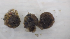 Helicopsyche borealis