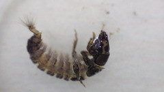 Hydropsyche scalaris