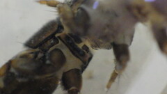 Hydropsyche scalaris