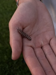 Euptoieta claudia