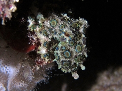 Hapalochlaena lunulata