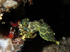 Hapalochlaena lunulata