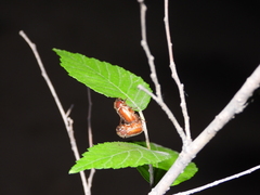 Brahmina faldermanni
