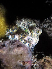 Hapalochlaena lunulata