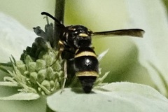 Parancistrocerus fulvipes