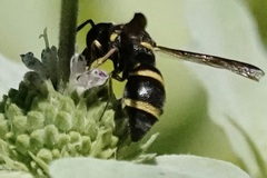 Parancistrocerus fulvipes