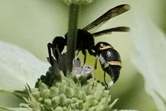 Parancistrocerus fulvipes