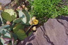 Opuntia azurea