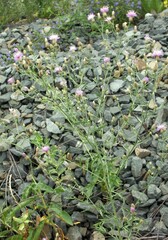 Centaurea stoebe australis